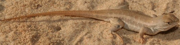 dunes_lizard